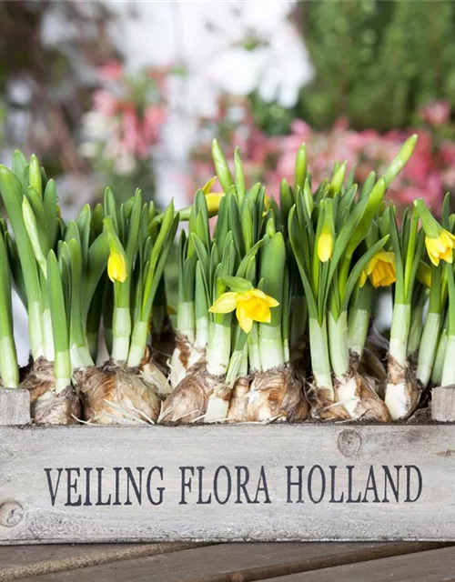 Narzissenkiste 15 Töpfe