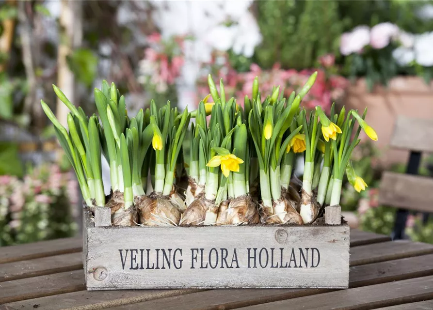 Narzissenkiste 15 Töpfe