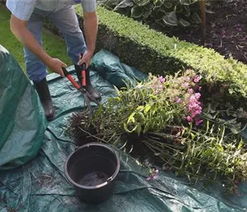 Phlox - Teilen und Vermehren