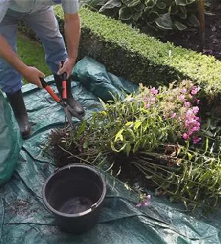 Phlox - Teilen und Vermehren