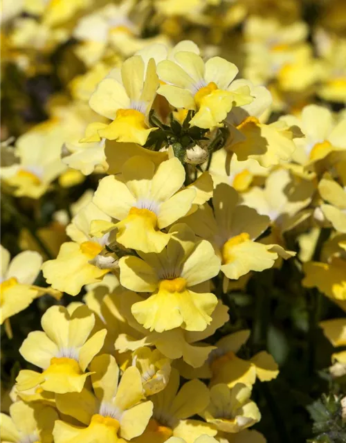 Nemesia 'Sunsatia', gelb