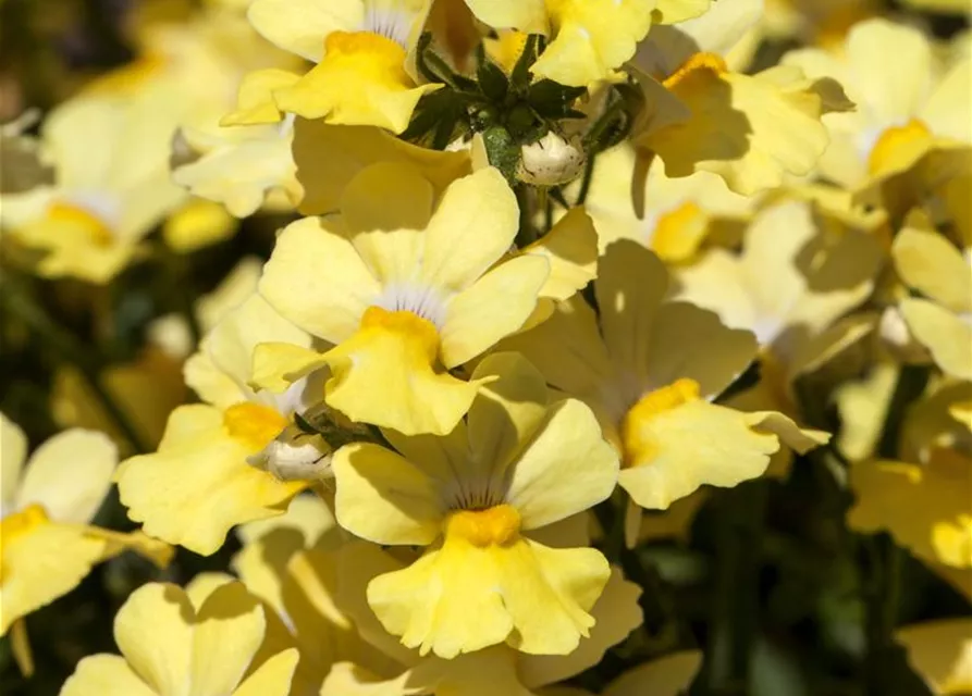 Nemesia 'Sunsatia', gelb