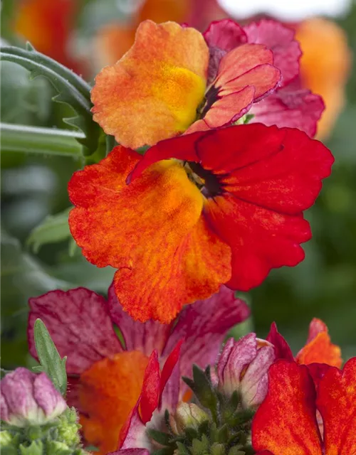 Nemesia 'Sunsatia', orange