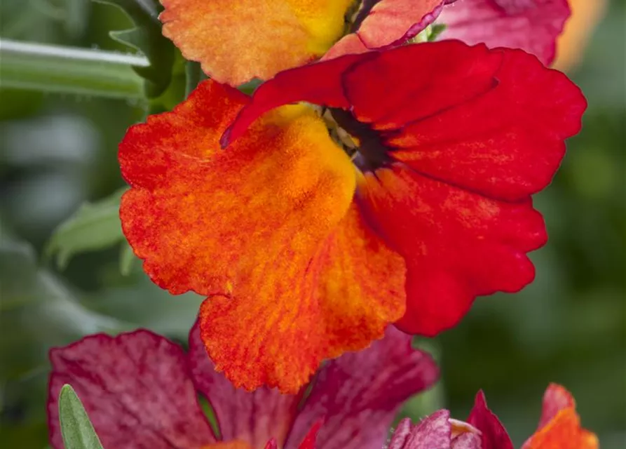 Nemesia 'Sunsatia', orange