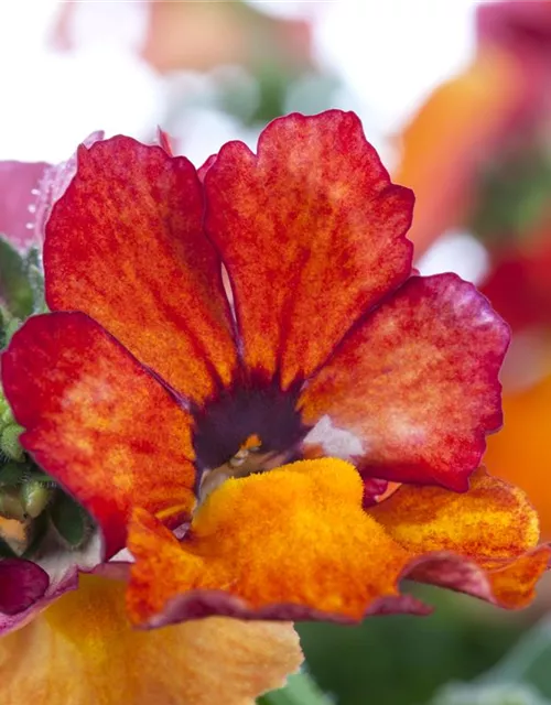 Nemesia 'Sunsatia', orange