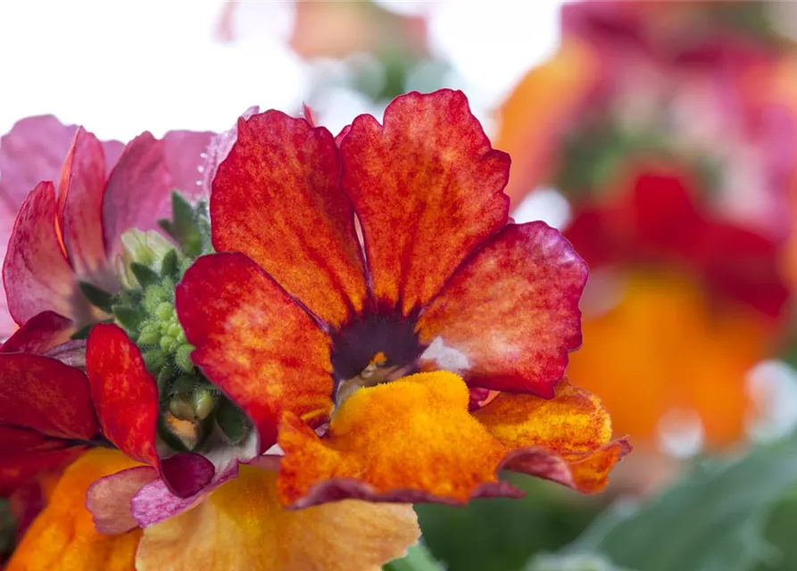 Nemesia 'Sunsatia', orange