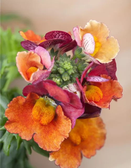 Nemesia 'Sunsatia', orange