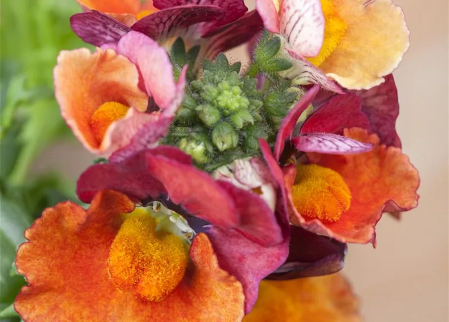 Nemesia 'Sunsatia', orange