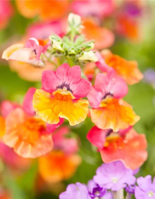 Nemesia 'Sunsatia', orange
