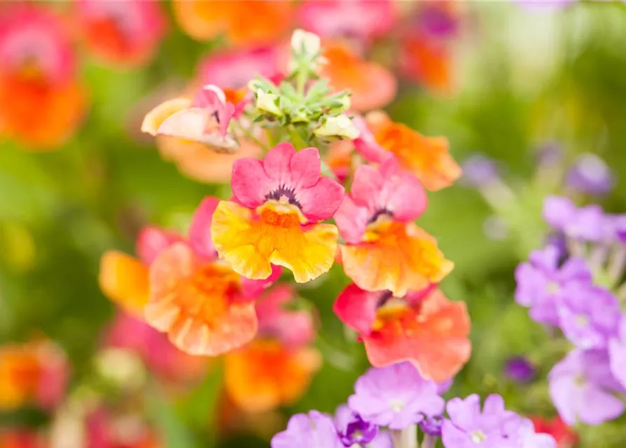 Nemesia 'Sunsatia', orange