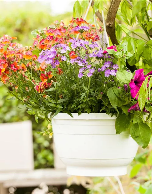 Nemesia 'Sunsatia', orange