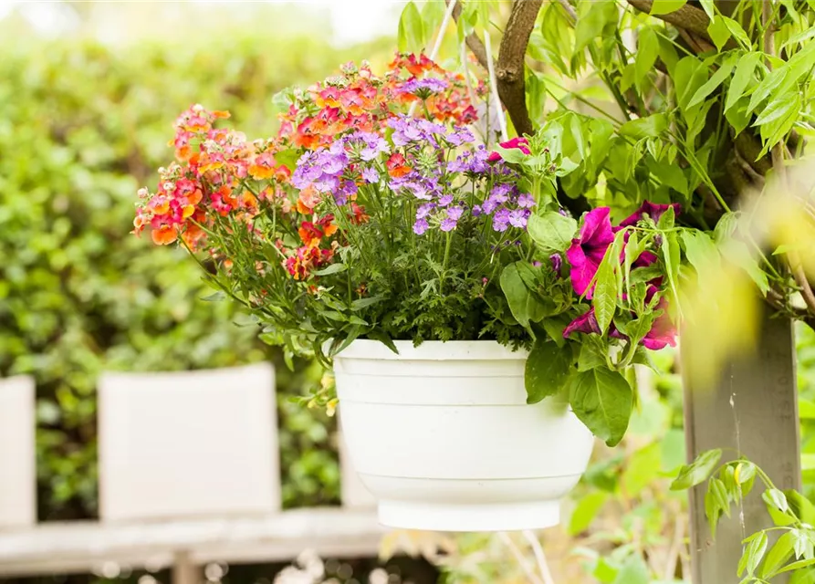 Nemesia 'Sunsatia', orange