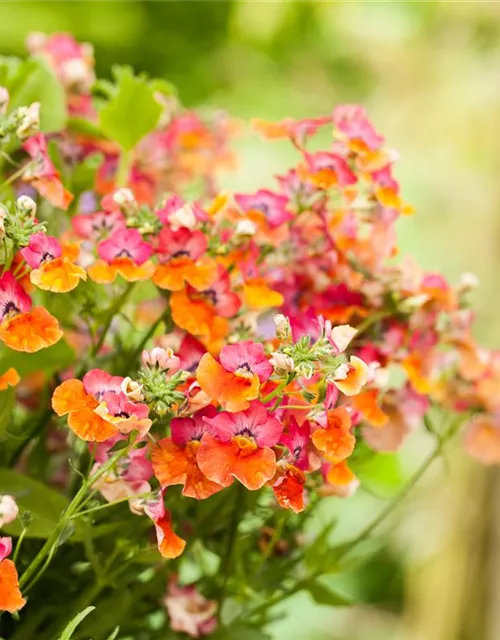 Nemesia 'Sunsatia', orange