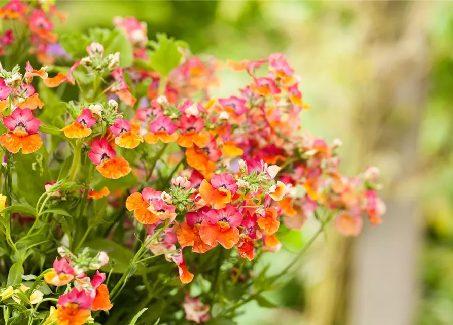 Nemesia 'Sunsatia', orange