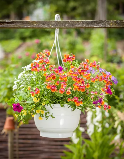Nemesia 'Sunsatia', orange