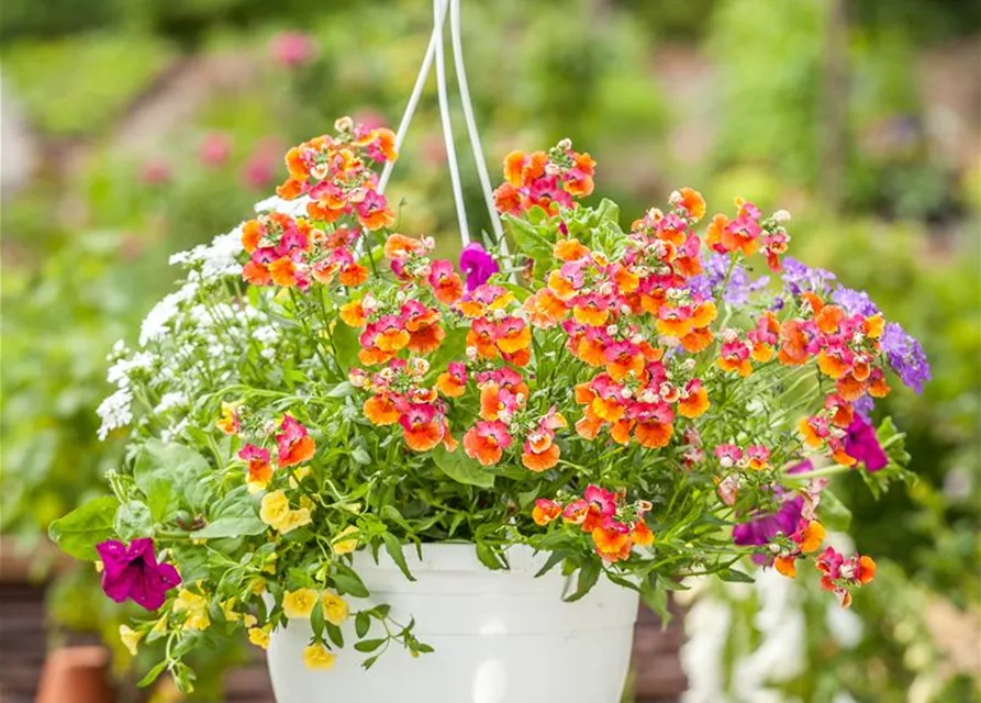 Nemesia 'Sunsatia', orange