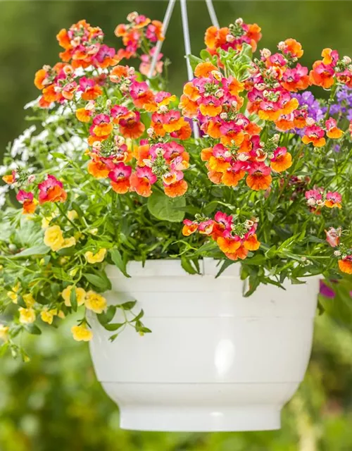 Nemesia 'Sunsatia', orange