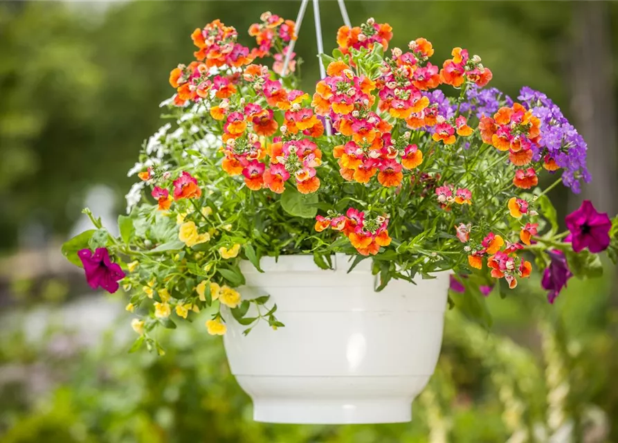 Nemesia 'Sunsatia', orange
