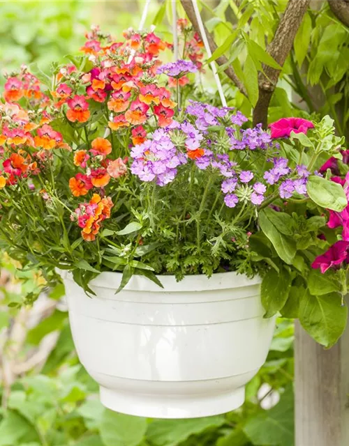 Nemesia 'Sunsatia', orange