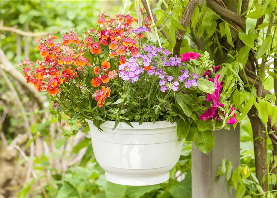 Nemesia 'Sunsatia', orange