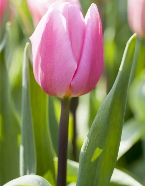 Tulpe 'Aafke'