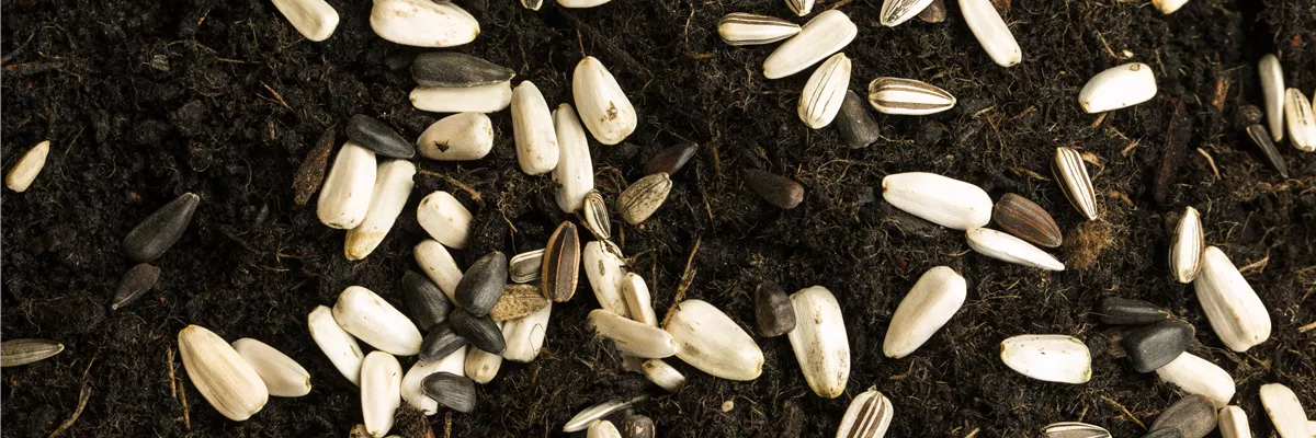 Sonnenblumensamen auf Erde