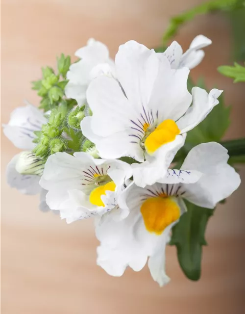 Nemesia 'Sunsatia', weiß