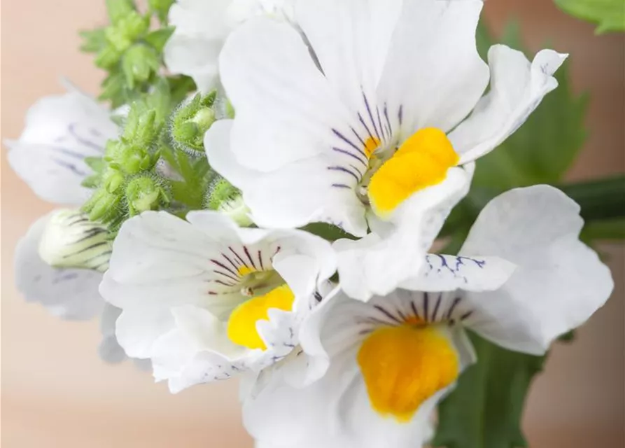 Nemesia 'Sunsatia', weiß