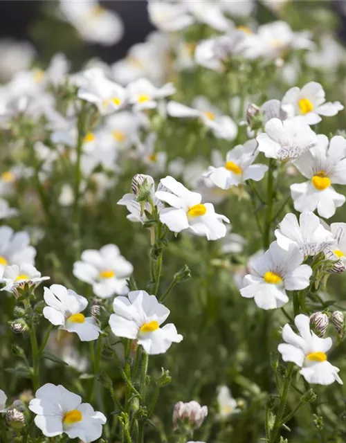 Nemesia 'Sunsatia', weiß