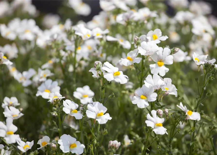 Nemesia 'Sunsatia', weiß