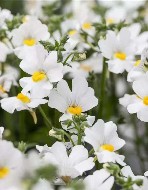 Nemesia 'Sunsatia', weiß