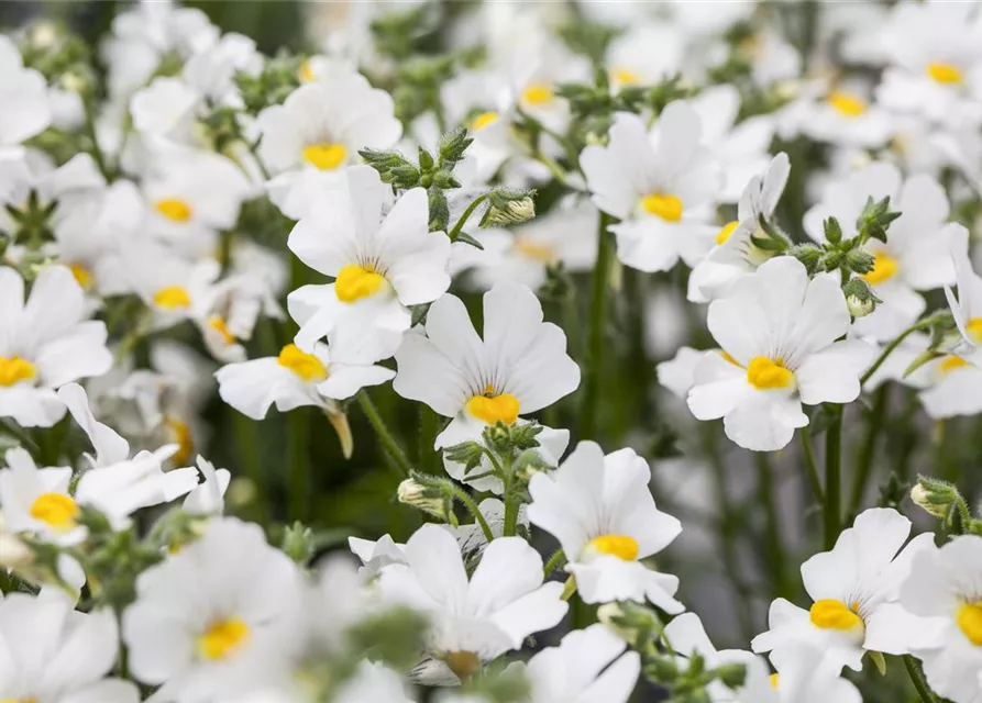Nemesia 'Sunsatia', weiß