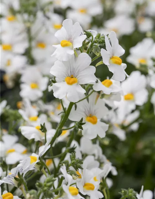 Nemesia 'Sunsatia', weiß