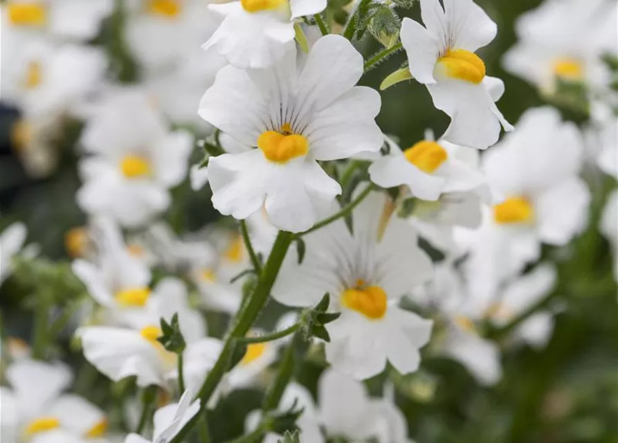 Nemesia 'Sunsatia', weiß