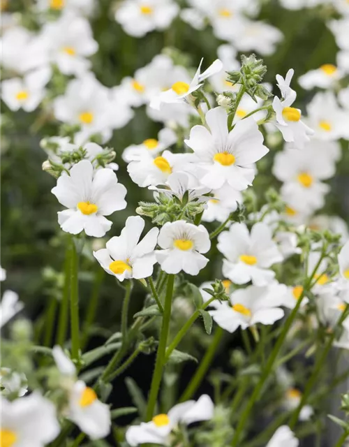 Nemesia 'Sunsatia', weiß