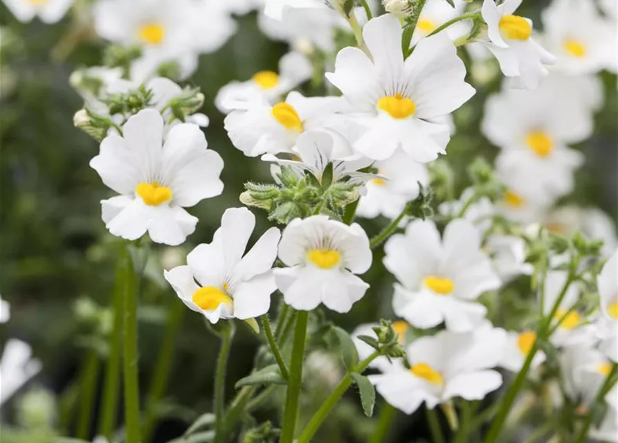 Nemesia 'Sunsatia', weiß
