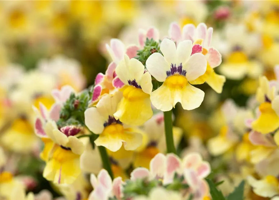 Nemesia 'Sunsatia', zitronengelb