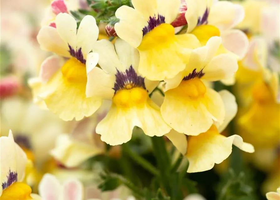 Nemesia 'Sunsatia', zitronengelb