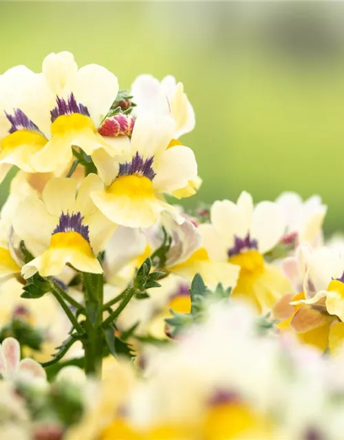 Nemesia 'Sunsatia', zitronengelb