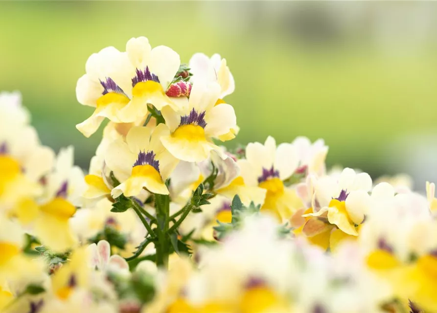 Nemesia 'Sunsatia', zitronengelb