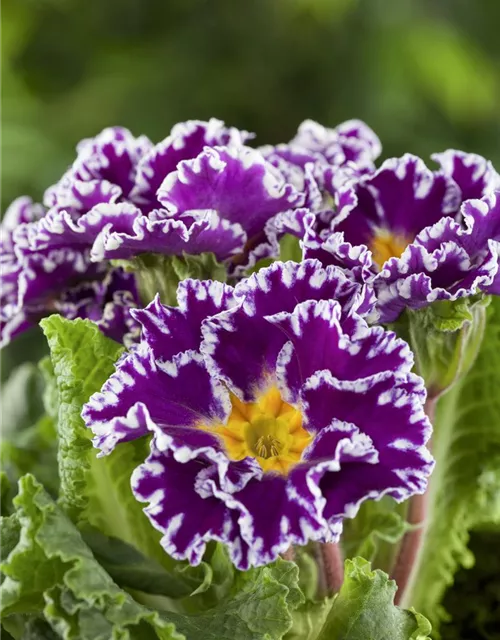 Primel 'Sirococco Lilac'