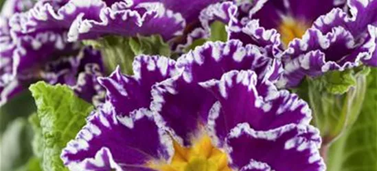 Primel 'Sirococco Lilac'