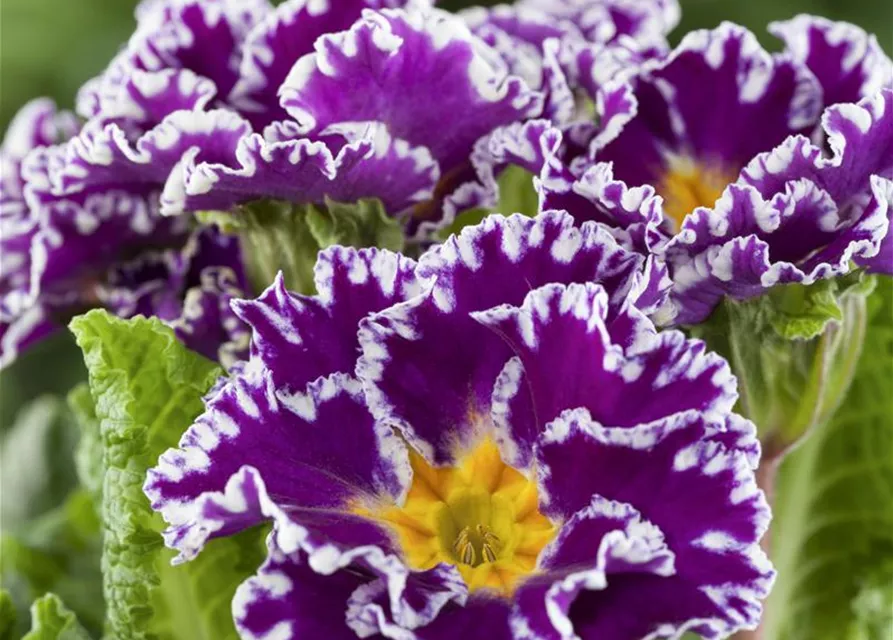 Primel 'Sirococco Lilac'