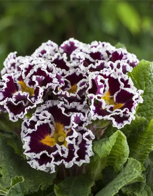 Primel 'Sirococco Lilac'