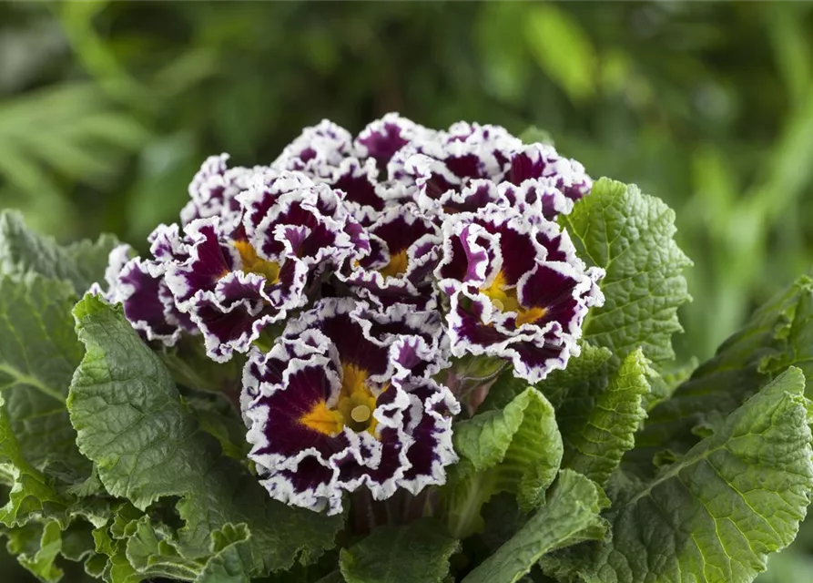 Primel 'Sirococco Lilac'