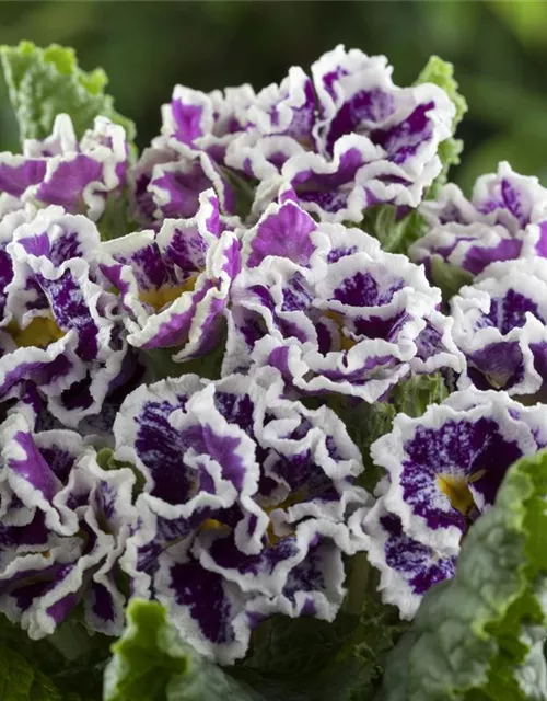 Primel 'Sirococco Lilac'
