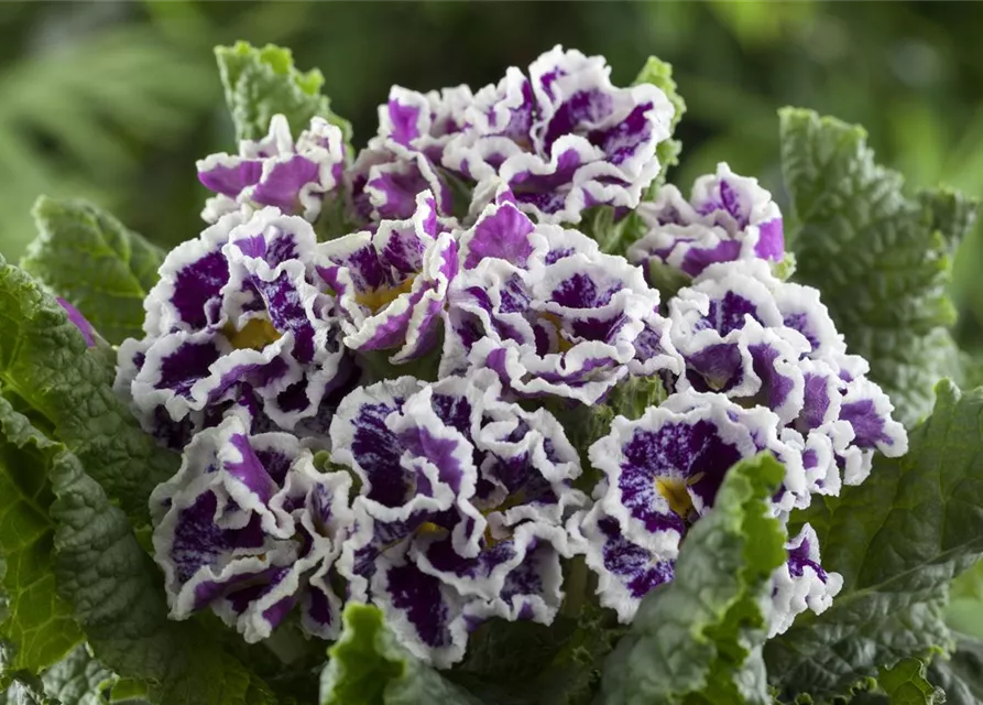 Primel 'Sirococco Lilac'