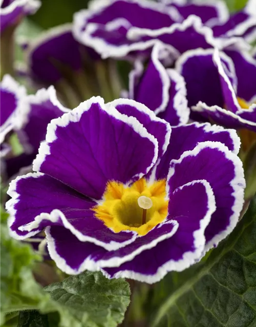 Primel 'Sirococco Lilac'
