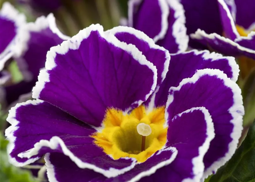 Primel 'Sirococco Lilac'