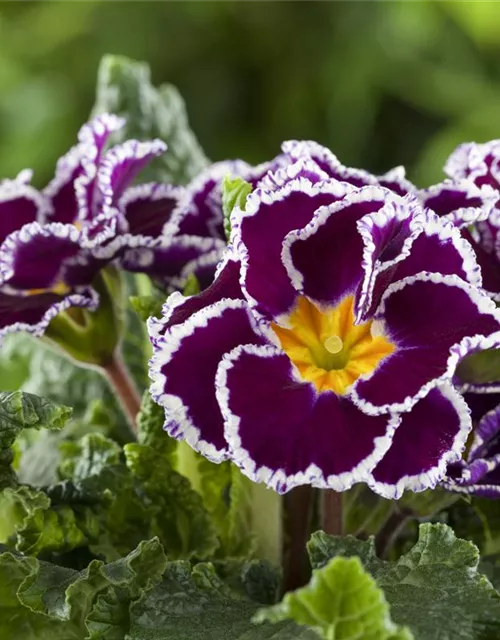 Primel 'Sirococco Lilac'